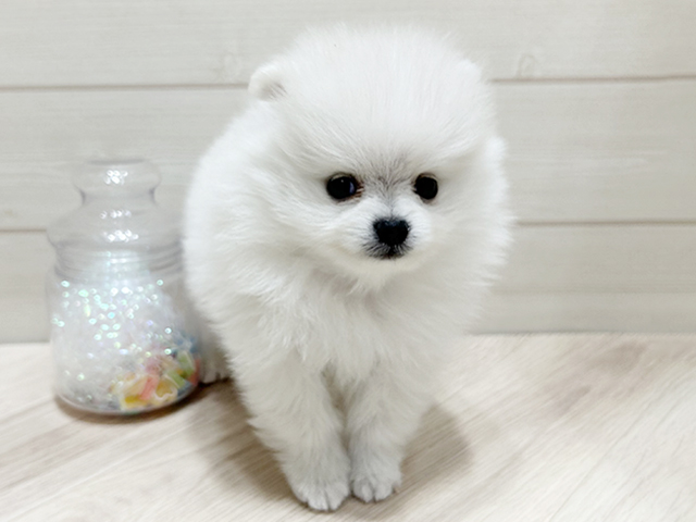 大阪府のポメラニアン (ペッツファーストららぽーと門真店/2025年10月3日生まれ/男の子/クリーム)の子犬の1枚目の画像