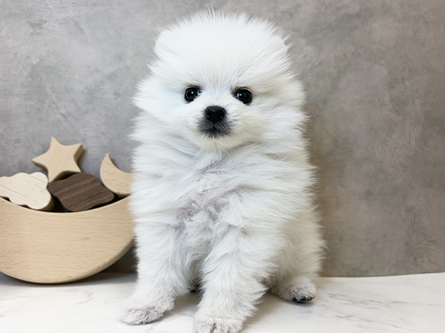 京都府のポメラニアン (ペッツファースト京都四条河原町店/2025年10月3日生まれ/女の子/ホワイトクリーム)の子犬の1枚目の画像