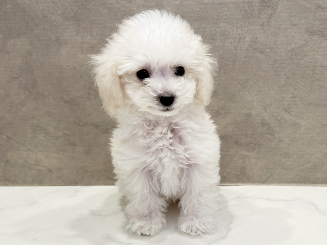 東京都のトイプードル(ティーカップ) (ペッツファースト青山店/2025年10月3日生まれ/男の子/ホワイトクリーム)の子犬の1枚目の画像