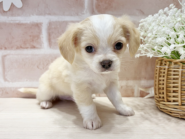 福岡県のチワックス(チワワ×ダックス) (ペッツファースト筑紫野店/2025年10月3日生まれ/男の子/クリーム)の子犬の1枚目の画像