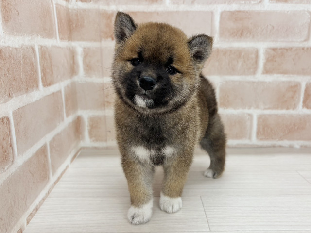 埼玉県の柴犬(標準サイズ) (ペッツファーストさいたま新都心店/2025年10月4日生まれ/男の子/赤)の子犬の1枚目の画像