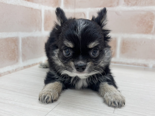 埼玉県のチワワ(ロング) (ペッツファーストさいたま新都心店/2025年10月4日生まれ/男の子/ブラックタンホワイト)の子犬の1枚目の画像