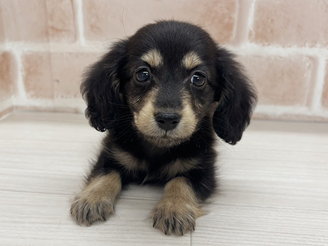 埼玉県のミニチュアダックスフンド(ロング) (ペッツファーストさいたま新都心店/2025年10月4日生まれ/男の子/ブラックイエロー)の子犬の1枚目の画像