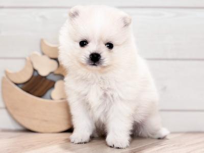 東京都のポメラニアン (ペッツファースト吉祥寺本店/2025年8月21日生まれ/男の子/クリーム)の子犬の1枚目の画像