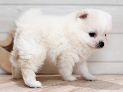 東京都のポメラニアン (ペッツファースト吉祥寺本店/2025年8月21日生まれ/男の子/クリーム)の子犬の2枚目の画像