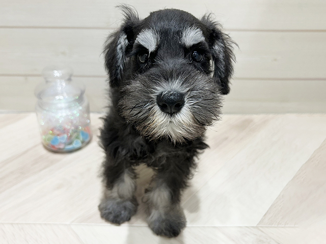 大阪府のミニチュアシュナウザー (ペッツファーストららぽーと門真店/2025年9月30日生まれ/男の子/ブラックシルバー)の子犬の1枚目の画像