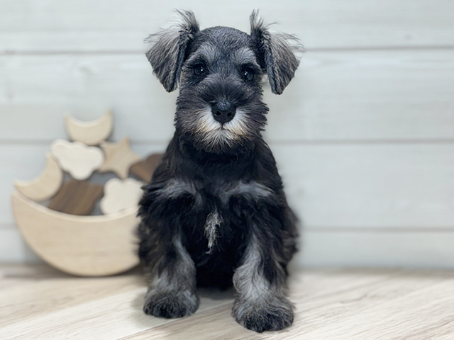 ミニチュアシュナウザー