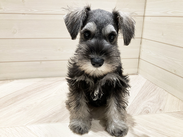 ミニチュアシュナウザー