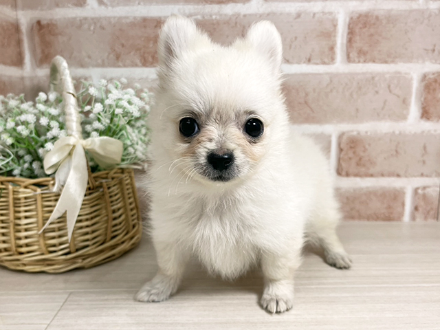 広島県のポメチワ/チワポメ/ポメチー(ポメラニアン×チワワ) (ペッツファースト広島本通店/2025年10月4日生まれ/男の子/クリーム)の子犬の1枚目の画像