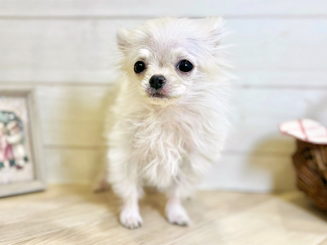 東京都のポメチワ/チワポメ/ポメチー(ポメラニアン×チワワ) (ペッツファースト昭島店/2025年10月4日生まれ/男の子/クリーム)の子犬の1枚目の画像