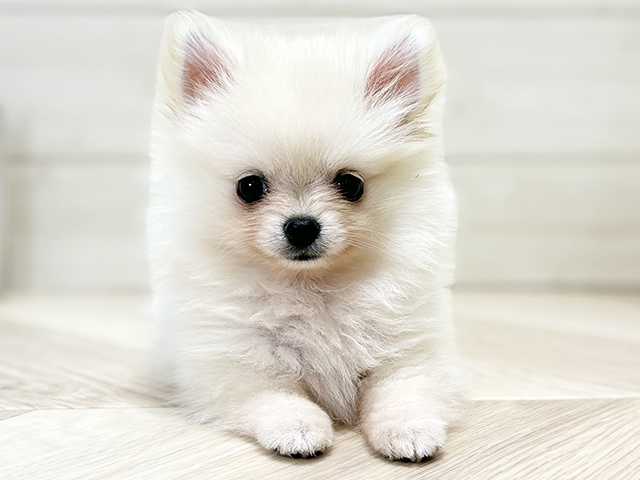 大阪府のポメチワ/チワポメ/ポメチー(ポメラニアン×チワワ) (ペッツファースト梅田店/2025年10月4日生まれ/女の子/クリーム)の子犬の1枚目の画像