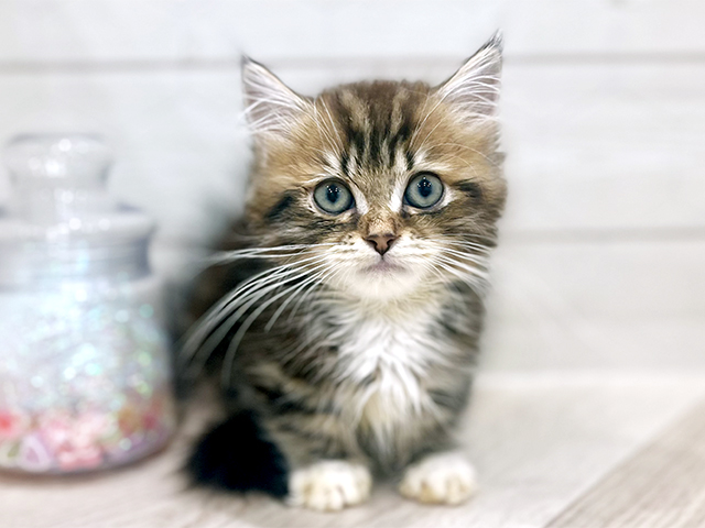 東京都のミヌエット (ペッツファースト吉祥寺サンロード店/2025年10月4日生まれ/男の子/ブラウンタビーホワイト)の子猫の1枚目の画像