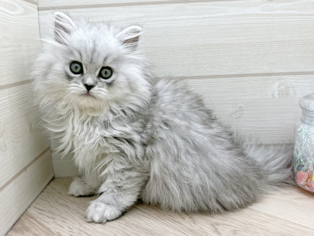 東京都のサイベリアン (ペッツファースト渋谷店/2025年10月4日生まれ/女の子/シルバータビー)の子猫の1枚目の画像