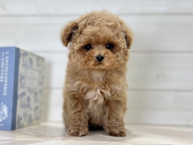 大阪府のトイプードル(ティーカップ) (ペッツファースト梅田店/2025年10月4日生まれ/女の子/アプリコット)の子犬の1枚目の画像