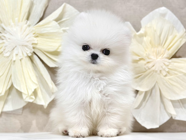 東京都のポメラニアン (ペッツファースト原宿店/2025年10月4日生まれ/男の子/クリーム)の子犬の1枚目の画像