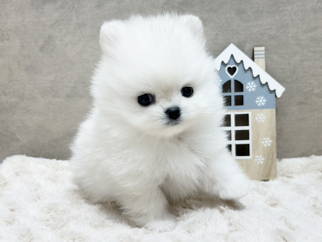 京都府のポメチワ/チワポメ/ポメチー(ポメラニアン×チワワ) (ペッツファースト京都四条河原町店/2025年10月3日生まれ/女の子/ホワイト)の子犬