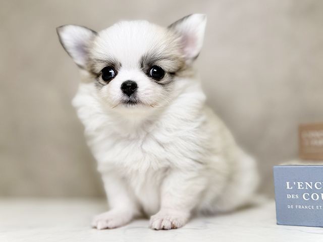 大阪府のポメチワ/チワポメ/ポメチー(ポメラニアン×チワワ) (ペッツファースト心斎橋本店/2025年10月4日生まれ/女の子/パーティーカラー)の子犬の1枚目の画像