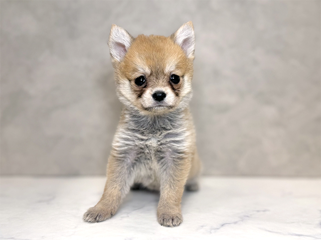 埼玉県のポメ柴/豆ポメ/ポメ豆柴(ポメラニアン×柴犬) (ペッツファーストPETEMOレイクタウンmori店/2025年10月4日生まれ/女の子/赤)の子犬の1枚目の画像