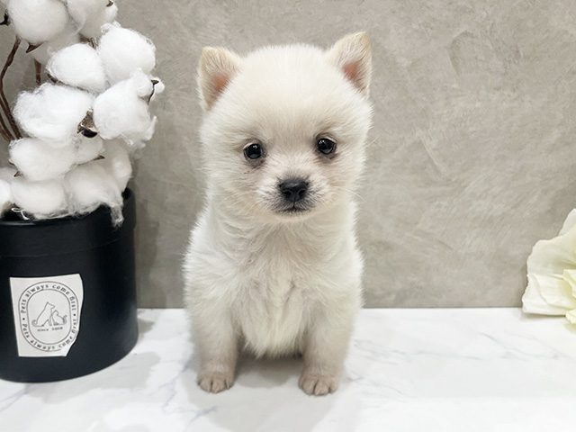 ポメラニアンミックス