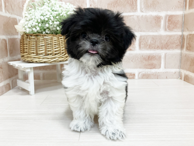 シーズーミックス