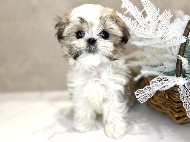 シーズーミックス