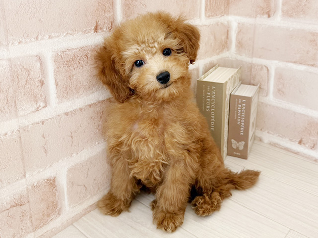 埼玉県のトイプードル(トイ) (ペッツファーストさいたま新都心店/2025年9月28日生まれ/男の子/レッド)の子犬の1枚目の画像