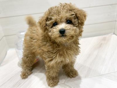 大阪府のトイプードル(ティーカップ) (ペッツファーストららぽーと門真店/2025年8月10日生まれ/女の子/アプリコット)の子犬