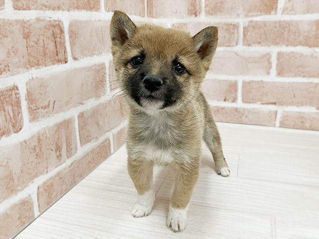 大阪府の豆柴 (ペッツファースト東大阪店/2025年9月29日生まれ/女の子/赤)の子犬の1枚目の画像