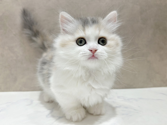 京都府のミヌエット (ペッツファースト京都四条河原町店/2025年10月6日生まれ/女の子/ダイリュートキャリコ)の子猫