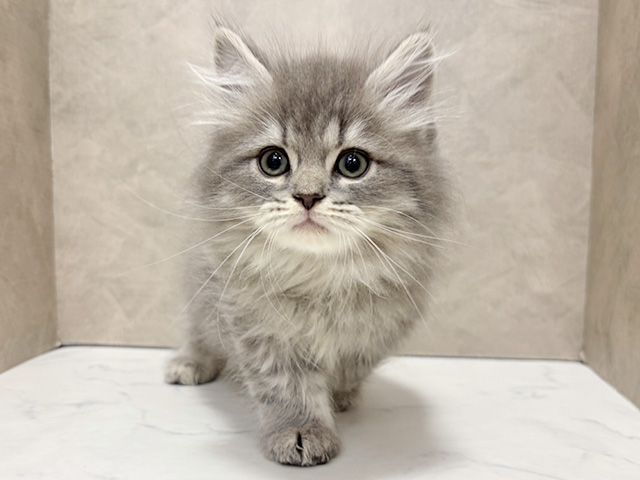 東京都のサイベリアン (ペッツファースト池袋店/2025年10月1日生まれ/男の子/ブルータビー)の子猫の1枚目の画像