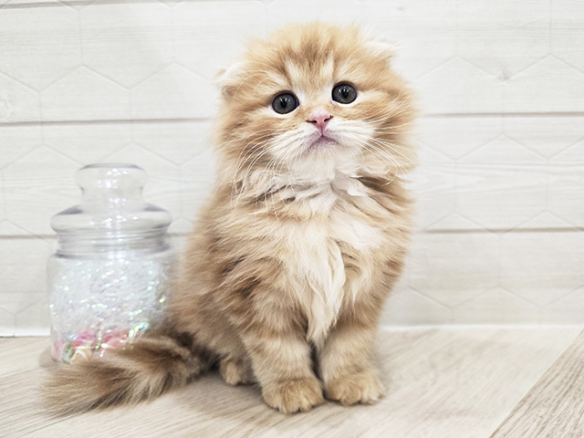 東京都のスコティッシュフォールド (ペッツファースト吉祥寺サンロード店/2025年10月6日生まれ/男の子/レッドタビー)の子猫の1枚目の画像