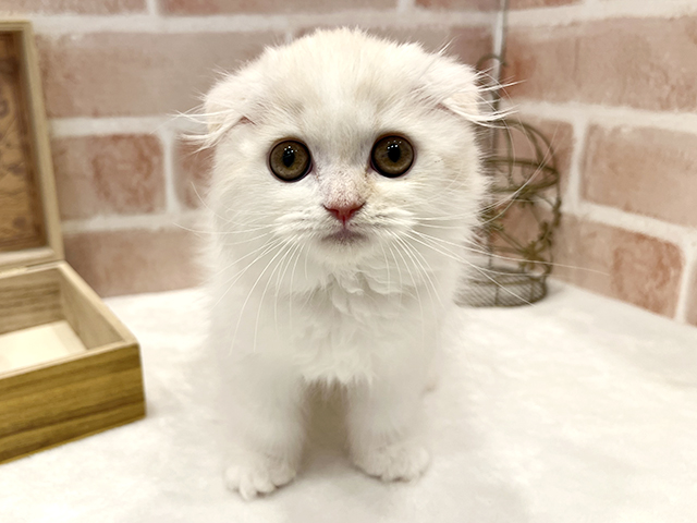 東京都のスコティッシュフォールド (ペッツファースト広尾店/2025年10月6日生まれ/女の子/カメオタビーホワイト)の子猫の1枚目の画像