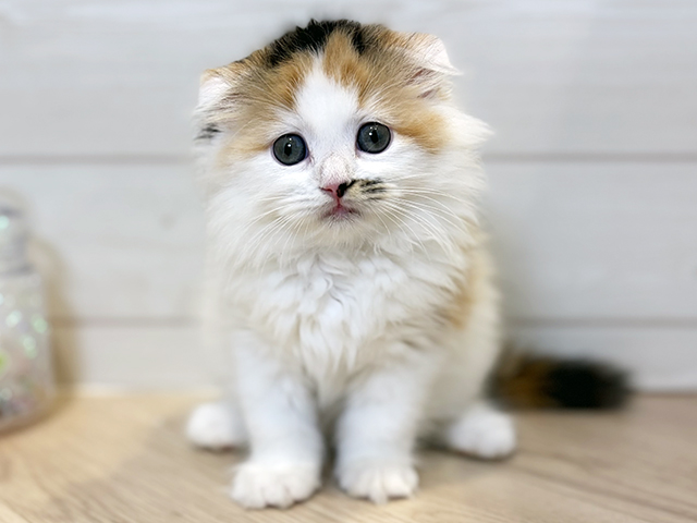 神奈川県のスコティッシュフォールド (ペッツファースト川崎店/2025年10月6日生まれ/女の子/キャリコ)の子猫の1枚目の画像