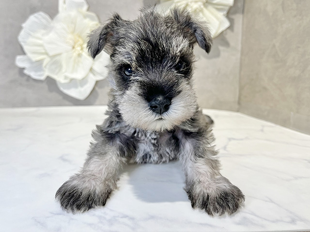 東京都のミニチュアシュナウザー (ペッツファースト下北沢店/2025年10月6日生まれ/女の子/ソルトペッパー)の子犬の1枚目の画像