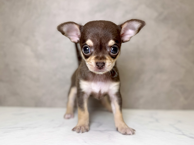 大阪府のチワワ(スムース) (ペッツファースト心斎橋本店/2025年10月6日生まれ/女の子/チョコレートタンホワイト)の子犬の1枚目の画像