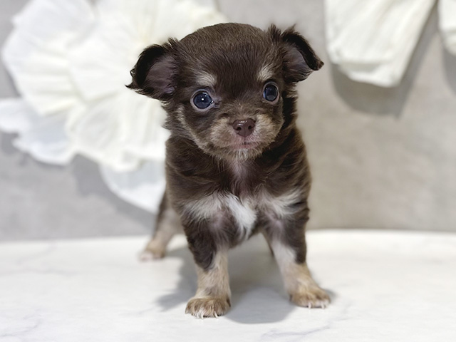 東京都のチワワ(ロング) (ペッツファースト下北沢店/2025年10月6日生まれ/女の子/チョコレートタンホワイト)の子犬の1枚目の画像