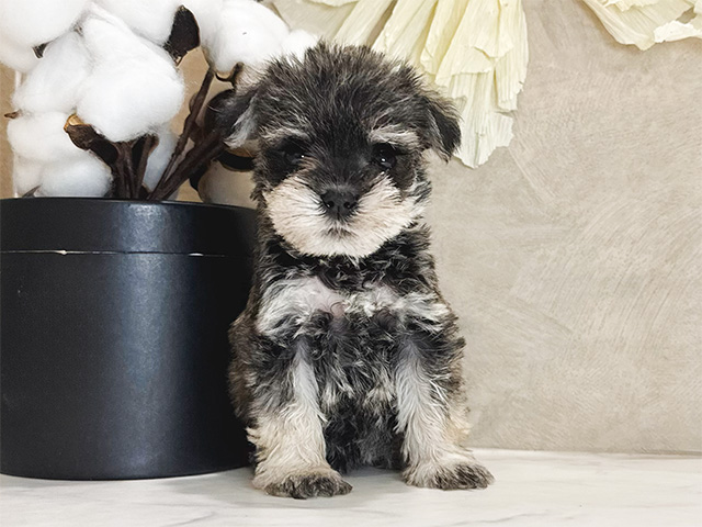 兵庫県のミニチュアシュナウザー (ペッツファースト神戸三宮センター街店/2025年10月5日生まれ/女の子/ソルトペッパー)の子犬