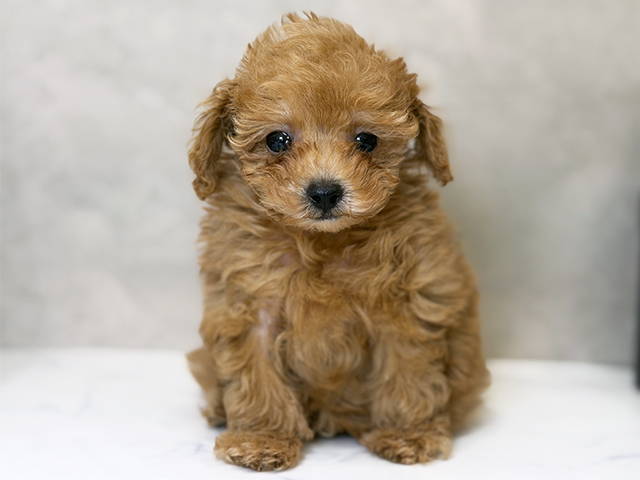 東京都のトイプードル(タイニー) (ペッツファーストららぽーと立川立飛店/2025年10月6日生まれ/女の子/アプリコット)の子犬