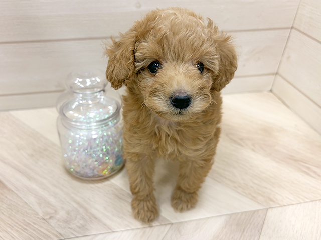 埼玉県のトイプードル(タイニー) (ペッツファーストふじみ野店/2025年10月6日生まれ/女の子/アプリコット)の子犬の1枚目の画像