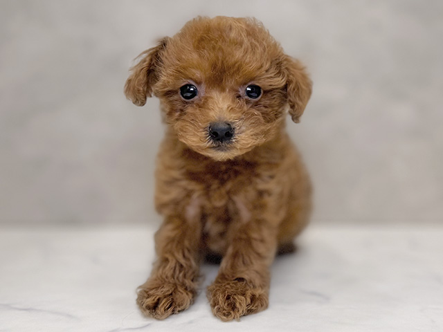 埼玉県のトイプードル(タイニー) (ペッツファーストPETEMOレイクタウンmori店/2025年10月4日生まれ/男の子/レッド)の子犬の1枚目の画像