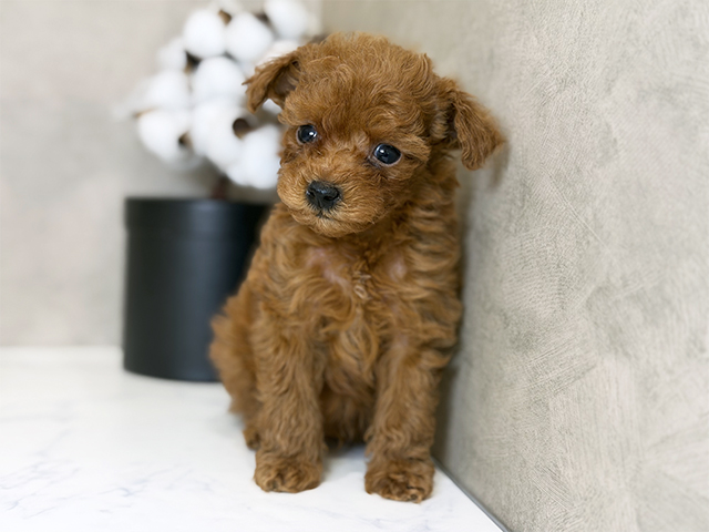 東京都のトイプードル(タイニー) (ペッツファーストららぽーと立川立飛店/2025年10月4日生まれ/男の子/レッド)の子犬