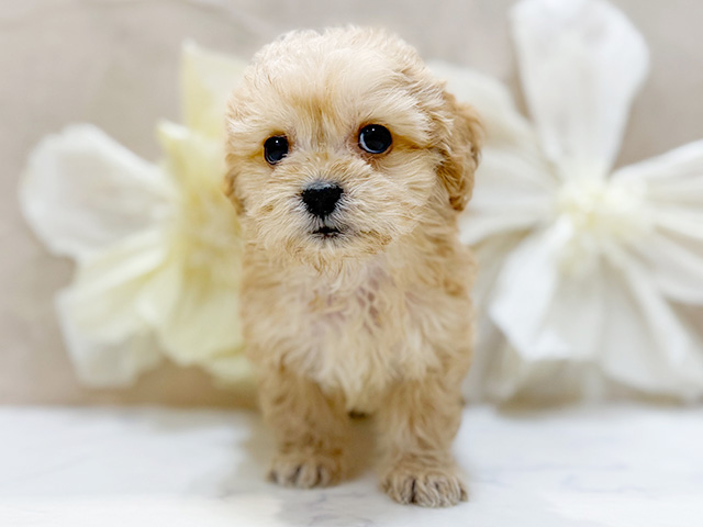 東京都のペキプー(ペキニーズ×プードル) (ペッツファースト恵比寿店/2025年10月4日生まれ/男の子/クリーム)の子犬の1枚目の画像