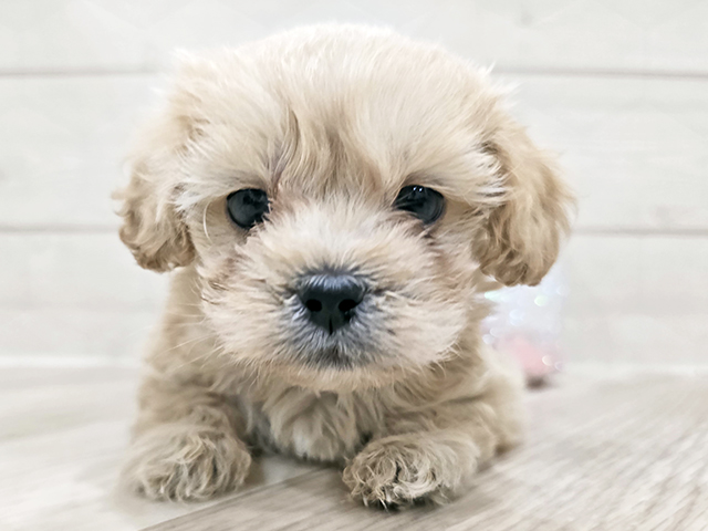 東京都のペキプー(ペキニーズ×プードル) (ペッツファースト吉祥寺サンロード店/2025年10月4日生まれ/男の子/クリーム)の子犬