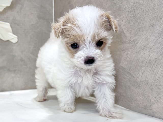 兵庫県のマルプー(マルチーズ×プードル) (ペッツファースト神戸三宮センター街店/2025年10月6日生まれ/女の子/ホワイトクリーム)の子犬