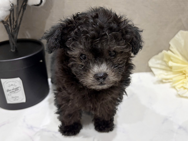 大阪府のトイプードル(タイニー) (ペッツファースト難波店/2025年10月6日生まれ/女の子/シルバー)の子犬の1枚目の画像