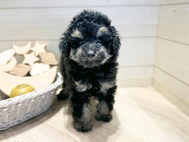 群馬県のトイプードル(タイニー) (ペッツファースト高崎店/2025年10月4日生まれ/女の子/ブラックタン)の子犬の1枚目の画像