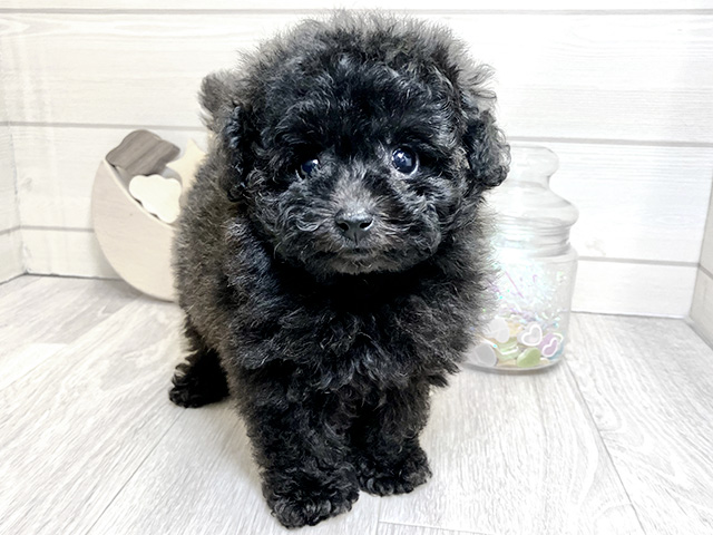 トイプードル