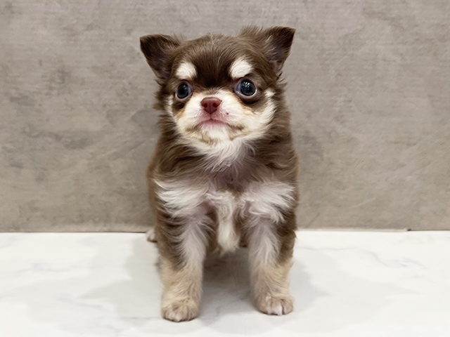 東京都のチワワ(ロング) (ペッツファースト青山店/2025年10月5日生まれ/男の子/チョコレートタンホワイト)の子犬の1枚目の画像