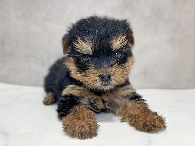 ヨークシャーテリア