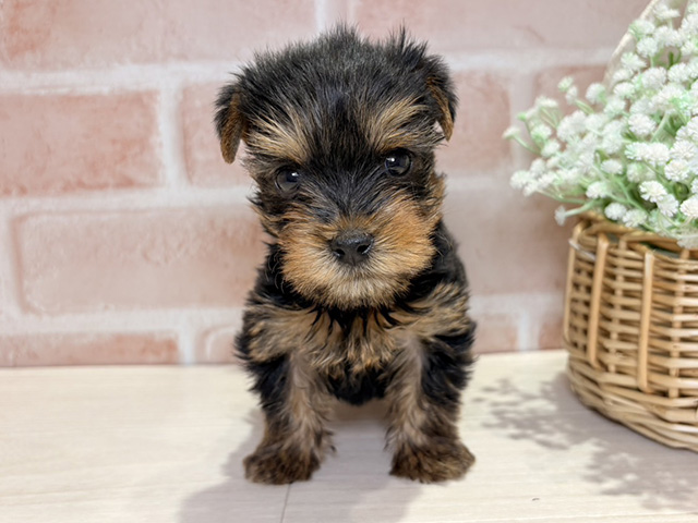 岡山県のヨークシャーテリア (ペッツファースト倉敷店/2025年10月6日生まれ/男の子/スチールブルータン)の子犬